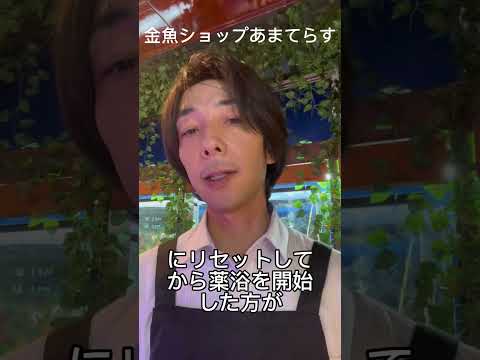 尾ぐされ病についてご紹介！ #アクアリウム #金魚屋 #国産金魚 #めだか #金魚 #メダカ