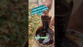 Importance of molasses in cattle's feed