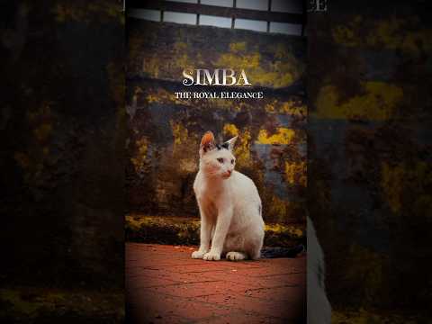 Simba: The Royal Elegance #cat #catshorts #catsofyoutube #ytshorts #shorts #shortvideo