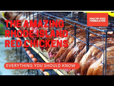Rhode Island Red Chickens, What You Need to Know (HD Quality)