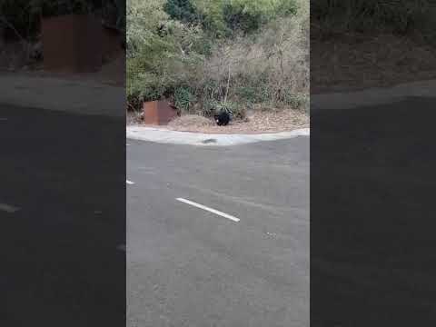 माउंट आबू में भालू।Mount Abu bear on Road । mount Abu। #mountabu #wildlife #bear #leopard