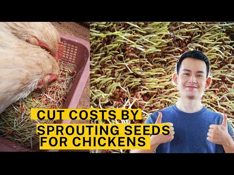 Cut costs by Sprouting seeds for chickens | sprouting sorghum seeds for chickens