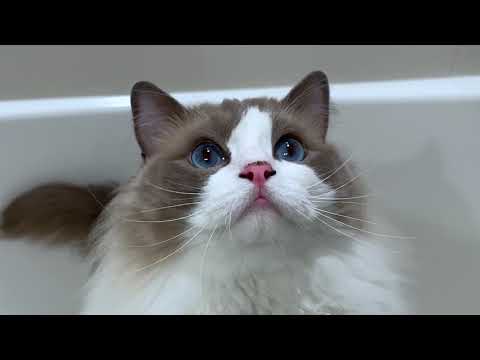 Here's What My Cat Is Thinking, Apparently