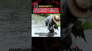 「長野県」の不気味すぎる風習　#風習  #都市伝説   #shorts