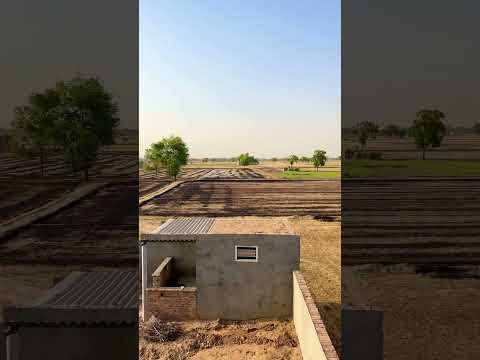 I Love my Pind #kheti #punjab #pindawale #viral #tranding #viralvideo #viralshorts #ramniwashmehla