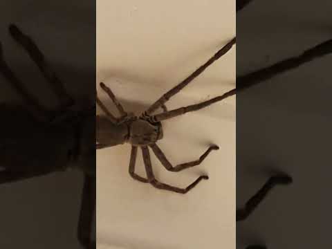 Huntsman Spider Australia pt. 5 #australia #arachnophobia #spiders #huntsman #Australia