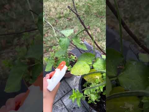 Baby frog in home grown rain forest