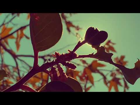 🌿 meditation experiment 1 | sound bowl HYMN series • whitewater preserve