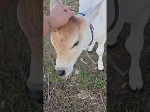 Sri Krishna Cow🐄 Small Cattle❤️jai gau mata🙏#ancient#cow#cattle#krishna#shorts