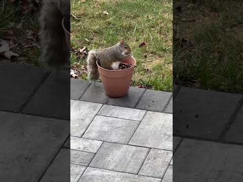 Squirrel munching cherry seeds