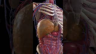From Fatty Liver to Cirrhosis