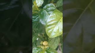 🍋🍋 #fruitcultivation #fruitcrops #nature #villagelife #fruitprocessing #birds #fruitli #fruit