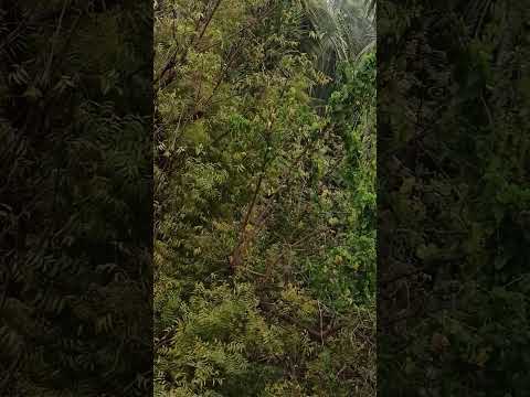 a Neem Tree singing - Kolkata birds in February