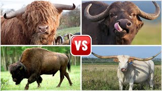 Funny Cow 🐮 🆚 Funny Buffalo 🐃🆚 Funny Bison 🦬🆚 Funny Bull 🐂- Tiles Hop Animals