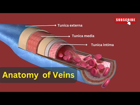 Structure of veins in detail || Structure and function of veins || Biology