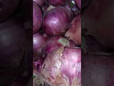 pyaj onion price today Punjab market Ludhiana