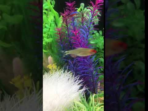アクアリウムレンタル水槽内でお魚の赤ちゃんが産まれました