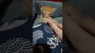 tiny rescuedkitten 🐱 😍 #tinykitten #shorts #fyp #cute