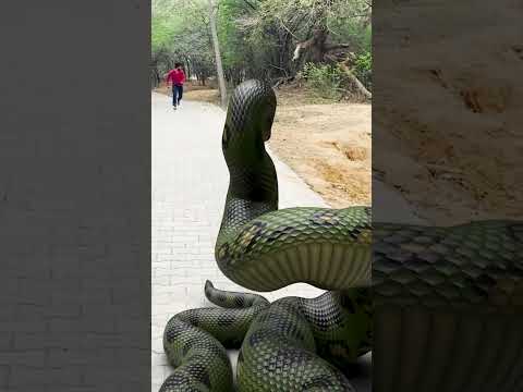 Real-life giant snake encounter in Borneo #snake #jurassicparkdinosaur #vfx