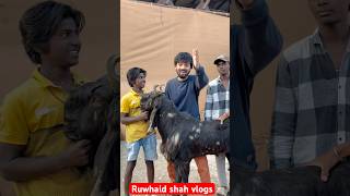 Deonar Bakra Mandi Latest Update | #deonarbakramandiupdate #deonargoatmarket #sojat #bakra #shorts