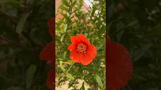 Pomegranate trees love sunny spots #gardening comparison