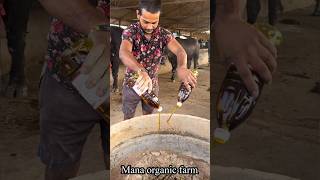 Best feed to buffaloes