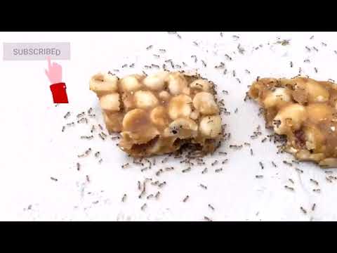 4 மடங்கு வேகமாக ஊறும் எறும்பு | Ant moves at 4x speed