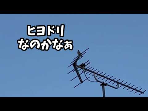 この鳥、だあれ？