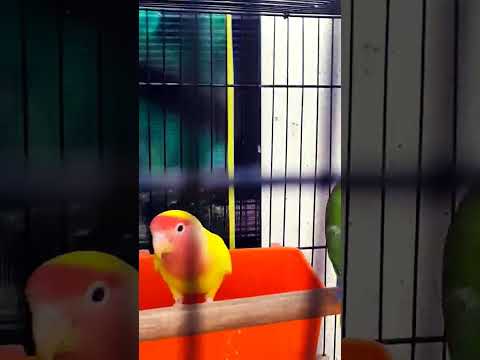 CUTE BIRDS#ANIMALS# please_subscribe_for_CUTENESS