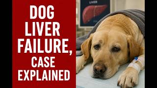 Misdiagnosed Dog Case: The Hidden Liver Problem