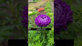 🌿How to Grow China Aster from Seeds 🌱 Easy Step-by-Step Guide.||#gardening #aster #shorts
