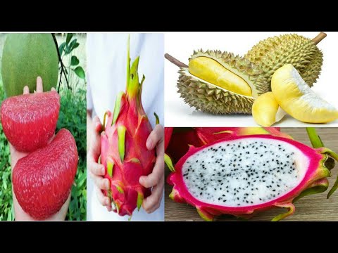 Top 5 Exotic fruits you won't believe actually exist #exotic fruits #strange fruit #Expensive fruit