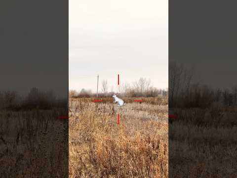 📸🐇 #hare #rabbit #nature