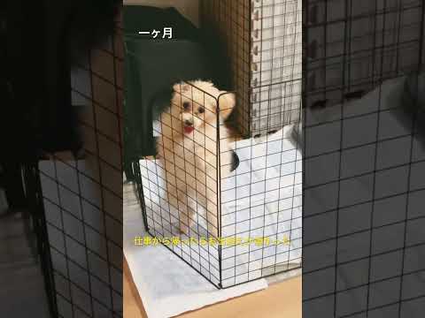 一ヶ月　仕事から帰ったらお出迎えが凄かった