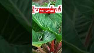 Flowers of #Rich Man Tree #Auspicious Tree #Auspicious Tree for Good Luck #Personal Belief