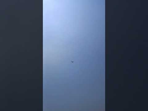 #pigeon #kabootarloft05 #bird #kabutar #kabootarba #birdspecies