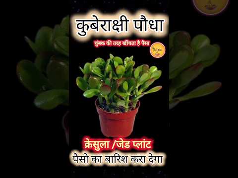 धन 💰 वर्षा करने वाला पौधा |धन वृद्धि के लिए बहुत ही शुभ प्लांट जेड प्लांट |Lucky Plants #jadeplant