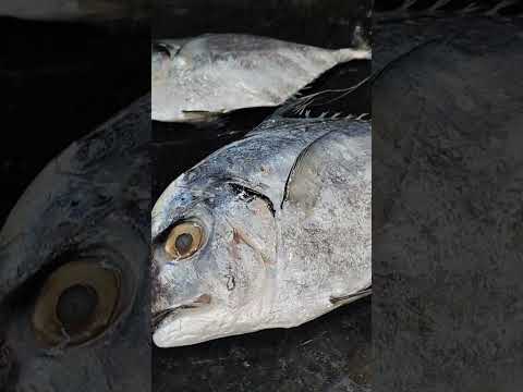 kannadi parai big  size fish