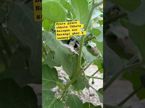 #nature #relaxing #food #kitchengarden #growingvegetables #peaceofmind #homegarden #gardeningvideos