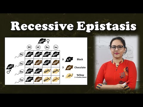 Recessive Epistasis || Genetics || Life Science || Biology || BioStudy Pathshala
