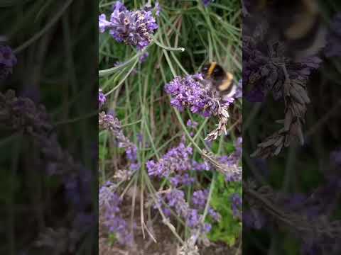 Bumble Bee #bumblebee #lavender #relax #mentalhealth #whitenoise #nature #garden