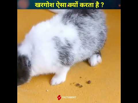 खरगोश ऐसा क्यों करता है !😱 || you must know || #shorts #youtubeshorts