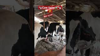 #cow #cow video #cow lover#Cow farm#shorts #shortvideo #geetakumari #viral