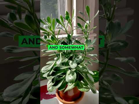 Senecio Plants #houseplants #plants