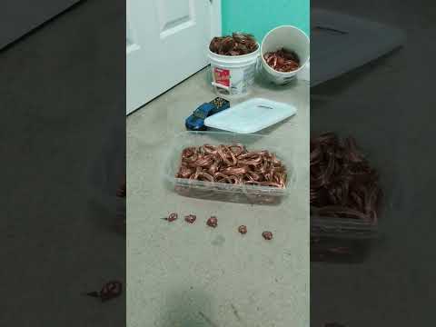 I left a copper piece out