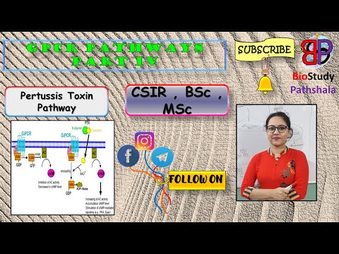 REVISED PERTUSSIS TOXIN PATHWAY || Cell Communication || Life Sciences || BioStudy Pathshala