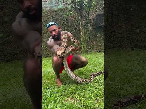 Comment your thoughts 💭 A very Big Brazilian boa constrictor but believe me they can get much bigg