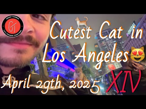 Cutest Cat in Los Angeles 🐈  •  vlog XIV