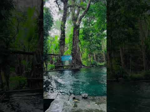 Secret Natural Spring Pool Found in Deep Forest! 🌿💧 #nature #springwater #forest #shorts