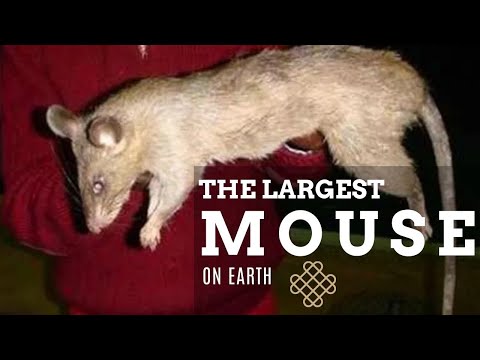 The Largest Mouse On Earth